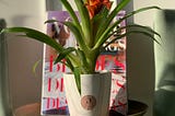 Breathe better with Bromeliad