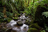 Effectively Monitoring Biodiversity in Rainforests