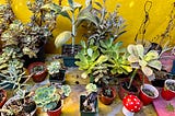 Houseplants