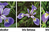 Detecting Flowers with the Iris Dataset