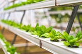 The A-Z Guide on Vertical Farming
