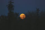 Moon rising over a forest