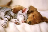 A dog and cat sleep cozily together.