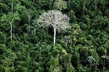 L’IA en soutien des forêts