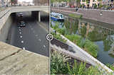 Rewilding Cities
