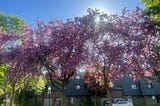 The Blossoms Were Always There