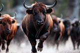 What is a Bull Run? The crypto philosopher’s stone moment we’ve all been waiting for.
