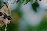Putting Transformation Back to Digital Transformation