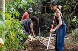 Indigenous workers planting crops in a forest