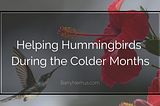 Helping Hummingbirds During the Colder Months
