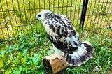 Birds outside
