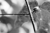 From Blossom to Root