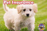 Pet insurance for dogs on the AskBoris.com website.