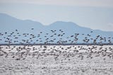 From Alaska to Japan, Migratory Birds Inspire Partnerships