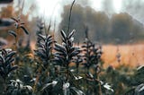 Image of plants in cold light on what looks like a cold day.