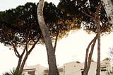 Gorgeous Pine Trees in Italian Village