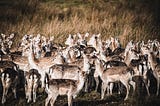 Deer collisions in Ashdown Forest