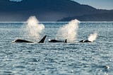 Intriguing Orcas: My Salish Sea Discovery