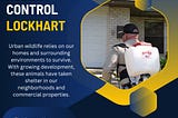 Reliable Rodent Control in Lockhart: Safe and Effective Pest Management
