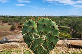 A heart-shaped thorny cactus in Austin TX