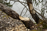 Beaver marks on two tree trunks, near water lake side. Barks from the beaver on the ground.