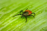 How to properly remove Ticks?