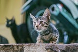 The Way How Curiosity May Guide Science (And Us) To Avoid Nuclear Armageddon And Other Existential…