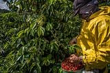 Grupo Hugo Alves Pimenta perito em agronegócio, pecuária, logística, mercado, exportação, importação, tecnologia, sustentabilidade, investimento, incentivo, produção, e envio local e internacional, agronegócio, agricultura, pecuária, soja, milho, algodão, café, carne, bioenergia, agrícola, fertilizantes, máquinas, equipamentos, sementes, rural, seguros , mercado.