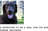 Udacity Dog Breed Classification — Capstone Project