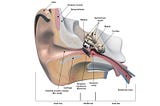 A cross section of the ear showing different parts