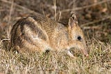 Working from home, the Australian Way — a.k.a The Bandicoot