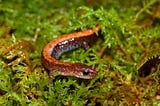 The Red-backed Salamander