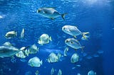 World Fisheries Day: Championing Sustainable Fishing Practices