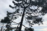 A pine tree silhouetted against grey clouds over the estuary.