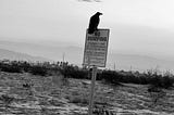 Crow on a No Dumping Sign is copyrighted by Mark Tulin