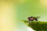 Closeup, a fly sits on a leaf