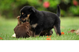 Maîtriser l’Art du Dressage Canin en 15 Minutes par Jour : Astuces et Conseils