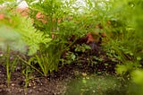 Grow Your Own Mini Herb Garden!