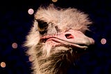 This is a close up of an ostrich. It has nothing to do with my article. I just liked this ostrich. Smiley Face Emoji!