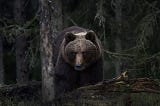 Debate rages as freed 800lb killer bears terrorise Italian villages