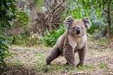 The helpless victims of the Australia fires