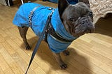 A Week of Dog Sitting at Lake Como, Italy