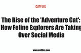 The Rise of the ‘Adventure Cat’: How Feline Explorers Are Taking Over Social Media