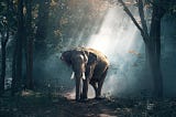 II. The Elephant in The Woods