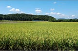 A field of maturing rice in the foreground, distant tree-covered hills behind, and white cumulus clouds in a blue sky.