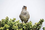 The Language of Sparrows