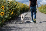 On walking a dog