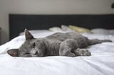 6 Reasons Cats Like to Sleep With You