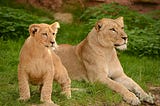 Photograph of reclining tan lioness and a cub against a background of green grass.