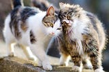 Follow for follow community! Let’s make it to 10,000 together!